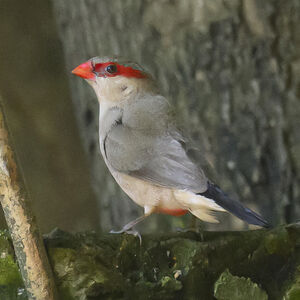 Black-rumped Waxbill
