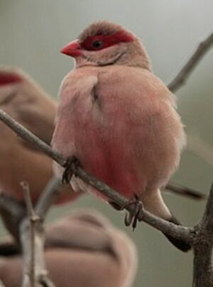 Common Waxbill