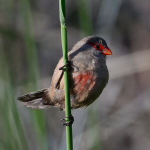 Common Waxbill