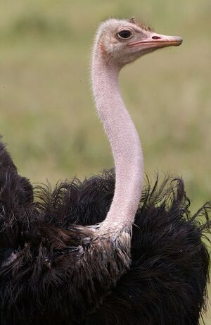 Common Ostrich