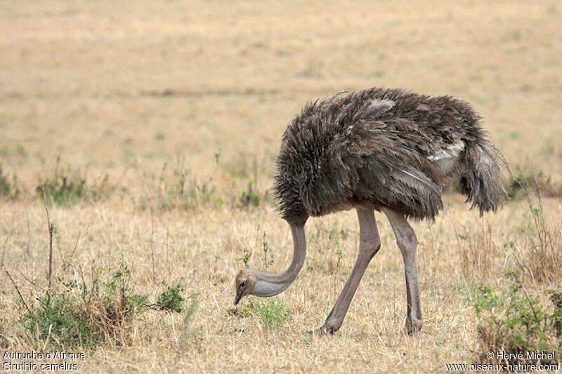 Common Ostrich female adult
