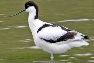 Avocette élégante