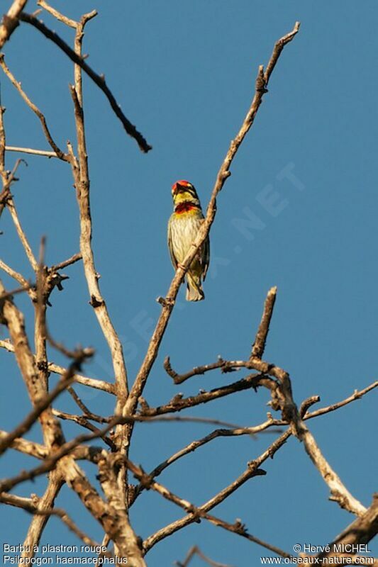 Coppersmith Barbet male adult breeding