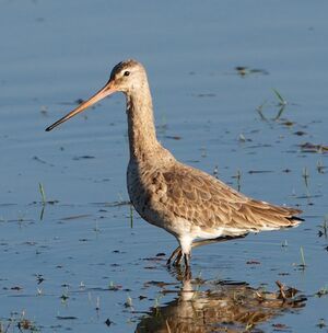 Black-tailed Godwit