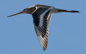 Black-tailed Godwit