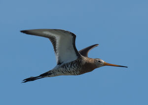 Black-tailed Godwit