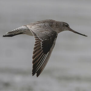 Bar-tailed Godwit 
&copy; Herv� Michel
