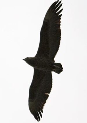 Bateleur