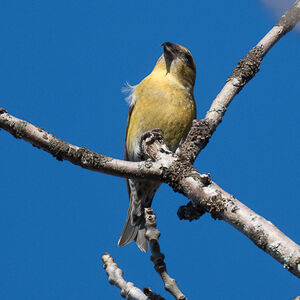 Red Crossbill
