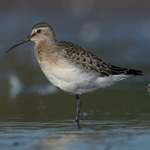 Curlew Sandpiper