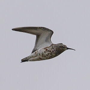 Curlew Sandpiper