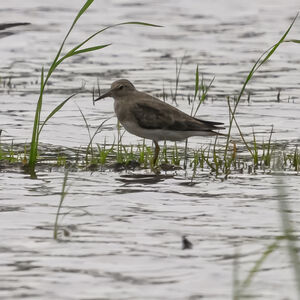 Temminck's Stint
