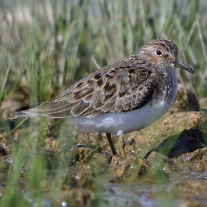 Temminck's Stint
