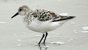 Bécasseau sanderling