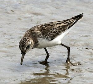 Semipalmated Sandpiper