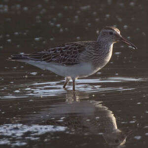 Pectoral Sandpiper 
&copy; Herv� Michel