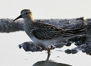 Pectoral Sandpiper 
&copy; Herv� Michel