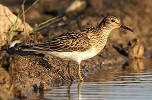 Pectoral Sandpiper 
&copy; Herv� Michel