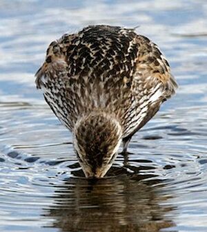 Dunlin 
&copy; Herv� Michel