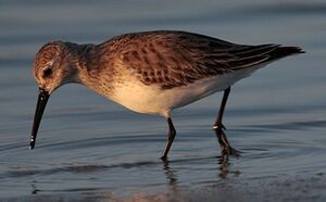 Dunlin 
&copy; Herv� Michel