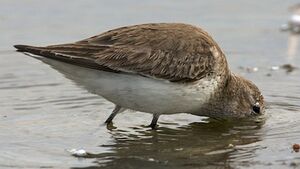 Dunlin 
&copy; Herv� Michel