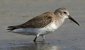 Dunlin 
&copy; Herv� Michel