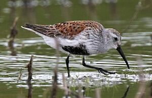 Dunlin 
&copy; Herv� Michel