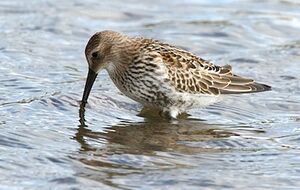 Dunlin 
&copy; Herv� Michel