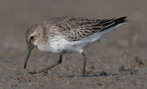 Dunlin 
&copy; Herv� Michel