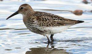 Dunlin 
&copy; Herv� Michel