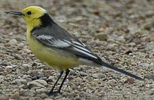 Bergeronnette citrine 
&copy; Herv� Michel