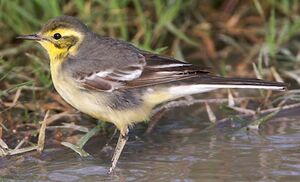 Bergeronnette citrine 
&copy; Herv� Michel