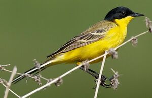 Black-headed Wagtail