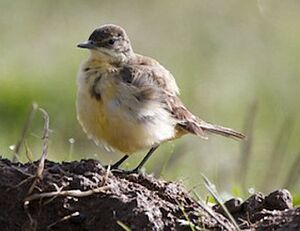 Black-headed Wagtail