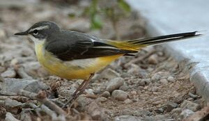 Grey Wagtail 
&copy; Herv� Michel