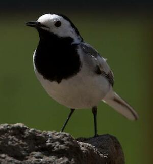 White Wagtail