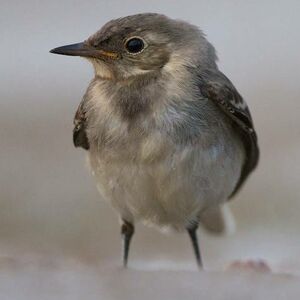 White Wagtail