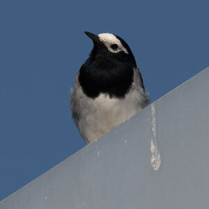 White Wagtail