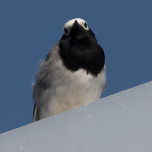 White Wagtail