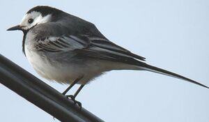White Wagtail
