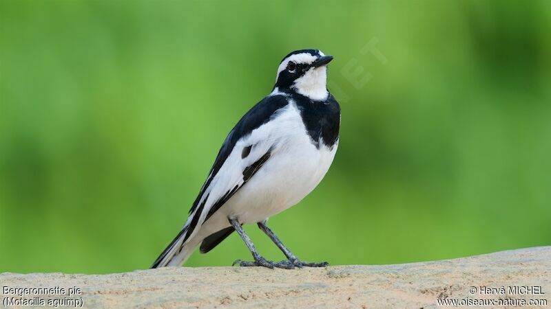 African Pied Wagtail male adult breeding