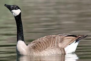 Canada Goose