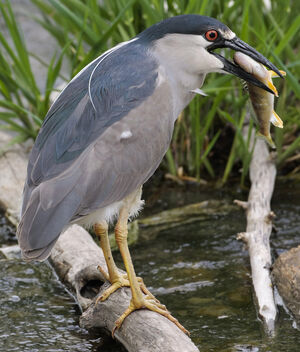 Black-crowned Night Heron