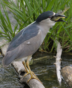 Black-crowned Night Heron