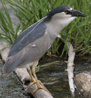 Black-crowned Night Heron