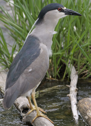 Black-crowned Night Heron