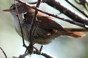 Bouscarle de Cetti 
&copy; Herv� Michel