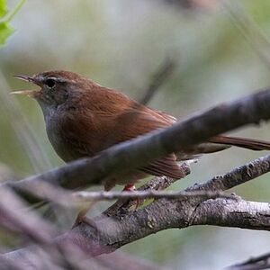 Bouscarle de Cetti 
&copy; Herv� Michel