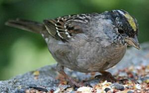 Bruant � couronne dor�e