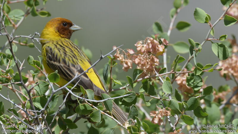 Red-headed Bunting male adult breeding